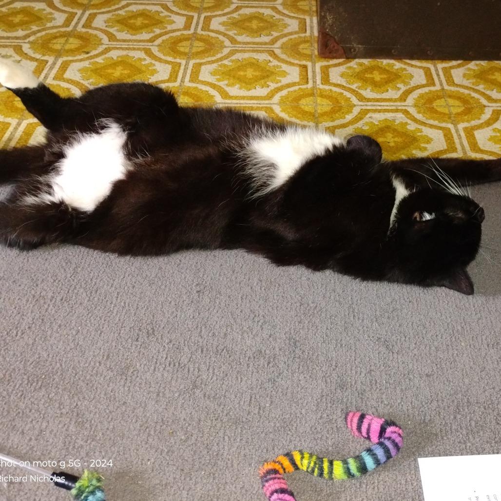 Enlarge Priest, a Adoptable Domestic Short Hair in Wakefield, MA image 1/6