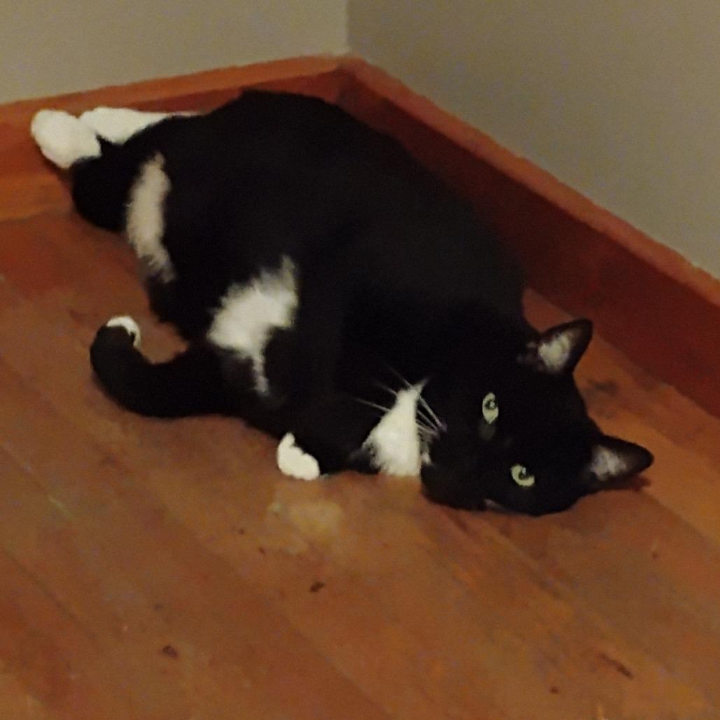 Enlarge Priest, a Adoptable Domestic Short Hair in Wakefield, MA image 2/6