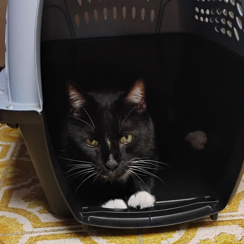 Enlarge Priest, a Adoptable Domestic Short Hair in Wakefield, MA image 3/6