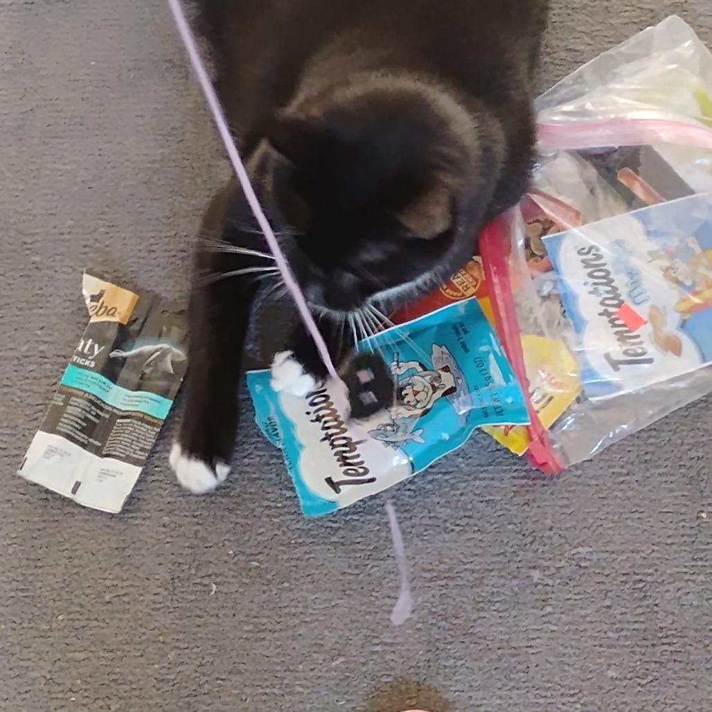 Enlarge Priest, a Adoptable Domestic Short Hair in Wakefield, MA image 4/6