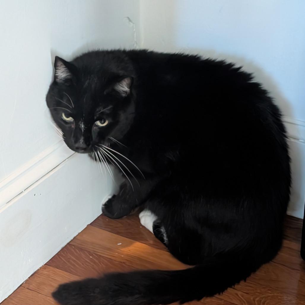 Enlarge Priest, a Adoptable Domestic Short Hair in Wakefield, MA image 5/6