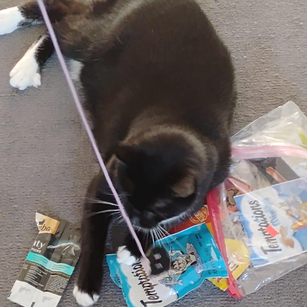 Enlarge Priest, a Adoptable Domestic Short Hair in Wakefield, MA image 6/6