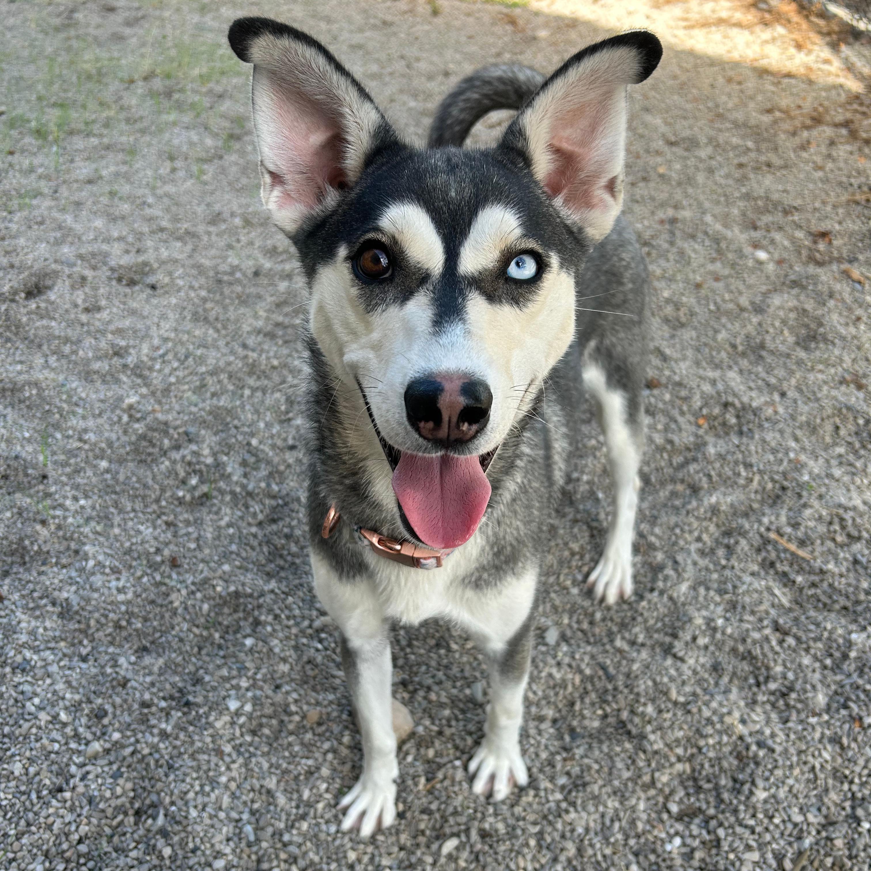 Enlarge Hazel, a Adoptable mixed breed in Lindon, UT image 2/6
