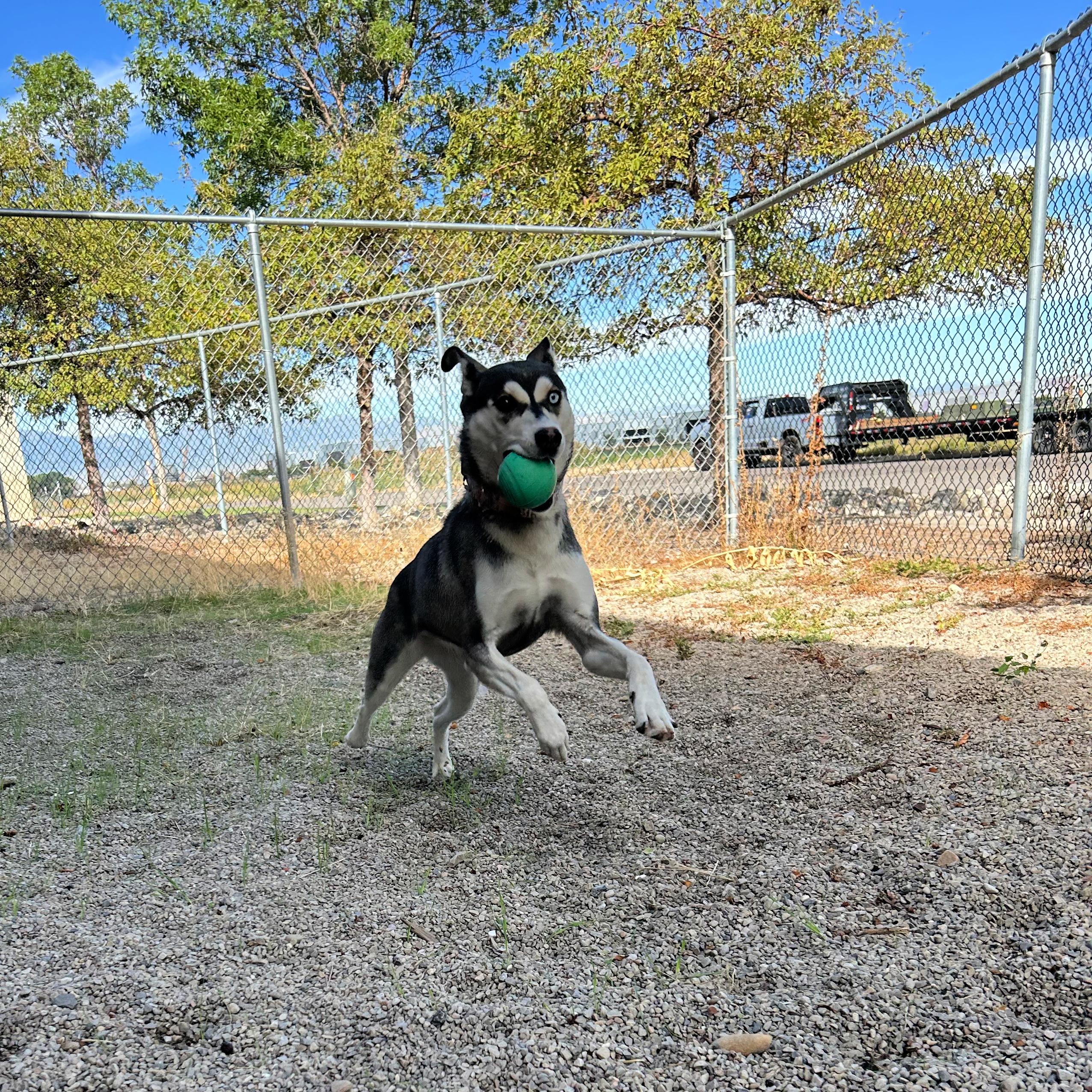 Enlarge Hazel, a Adoptable mixed breed in Lindon, UT image 5/6