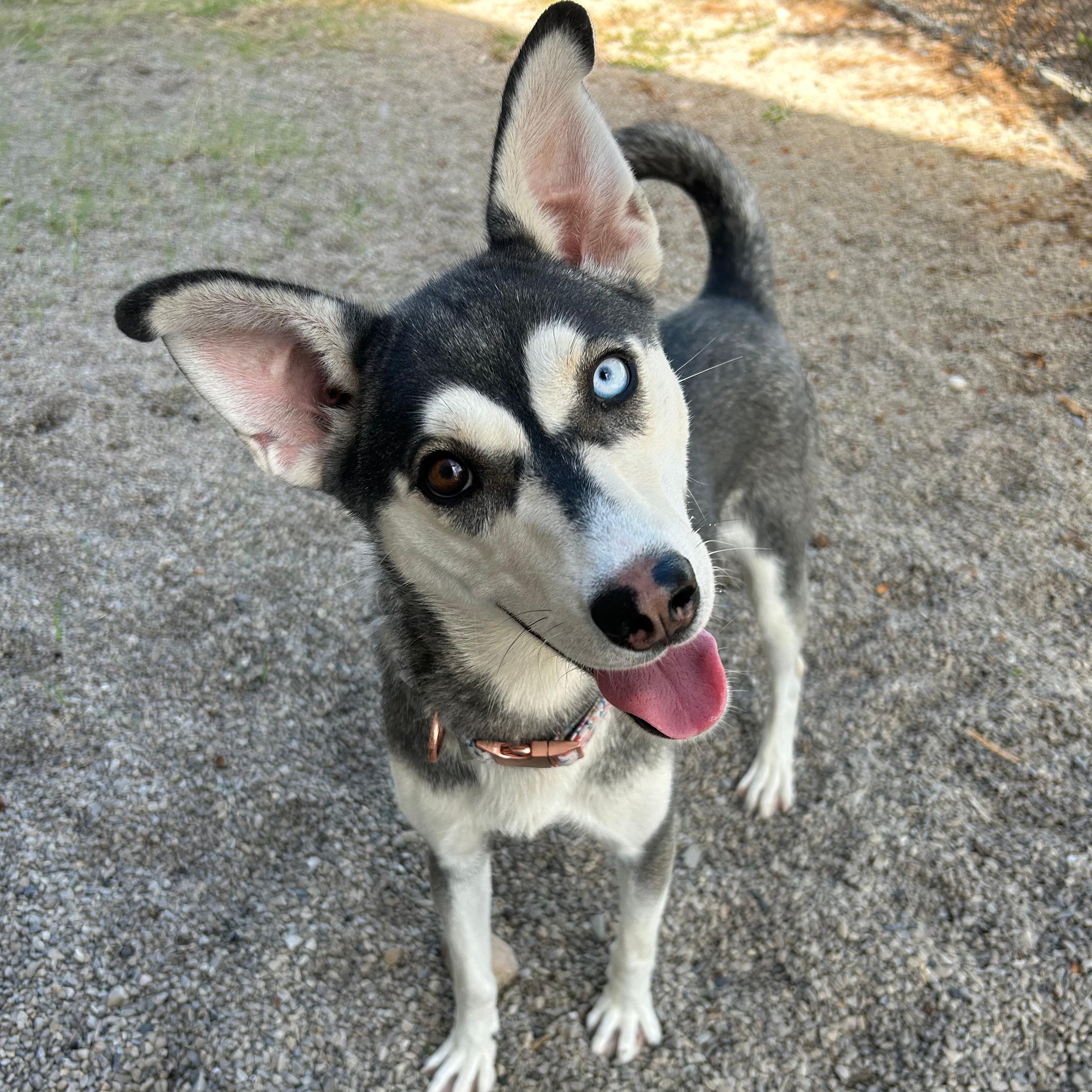 Enlarge Hazel, a Adoptable mixed breed in Lindon, UT image 4/6
