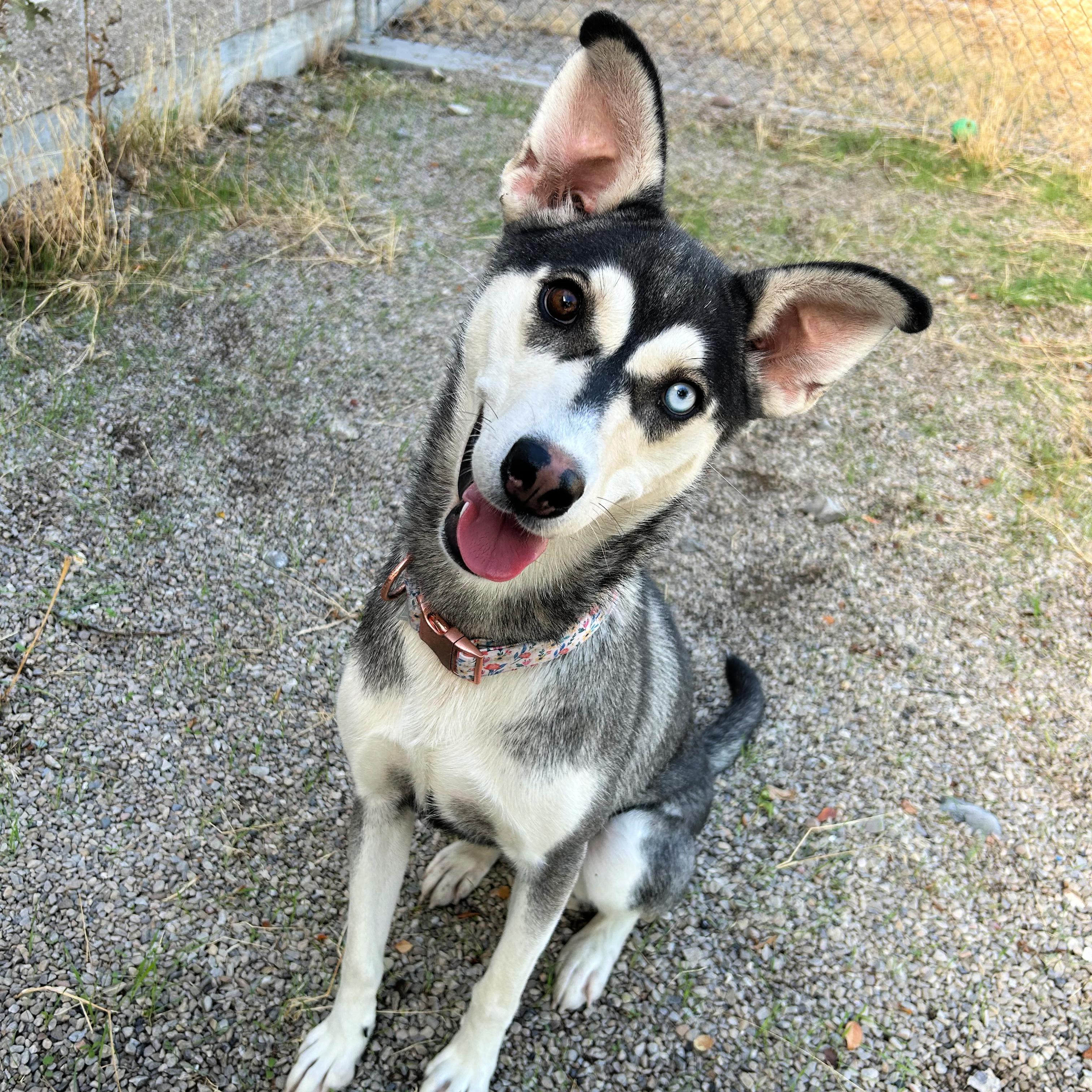 Enlarge Hazel, a Adoptable mixed breed in Lindon, UT image 3/6