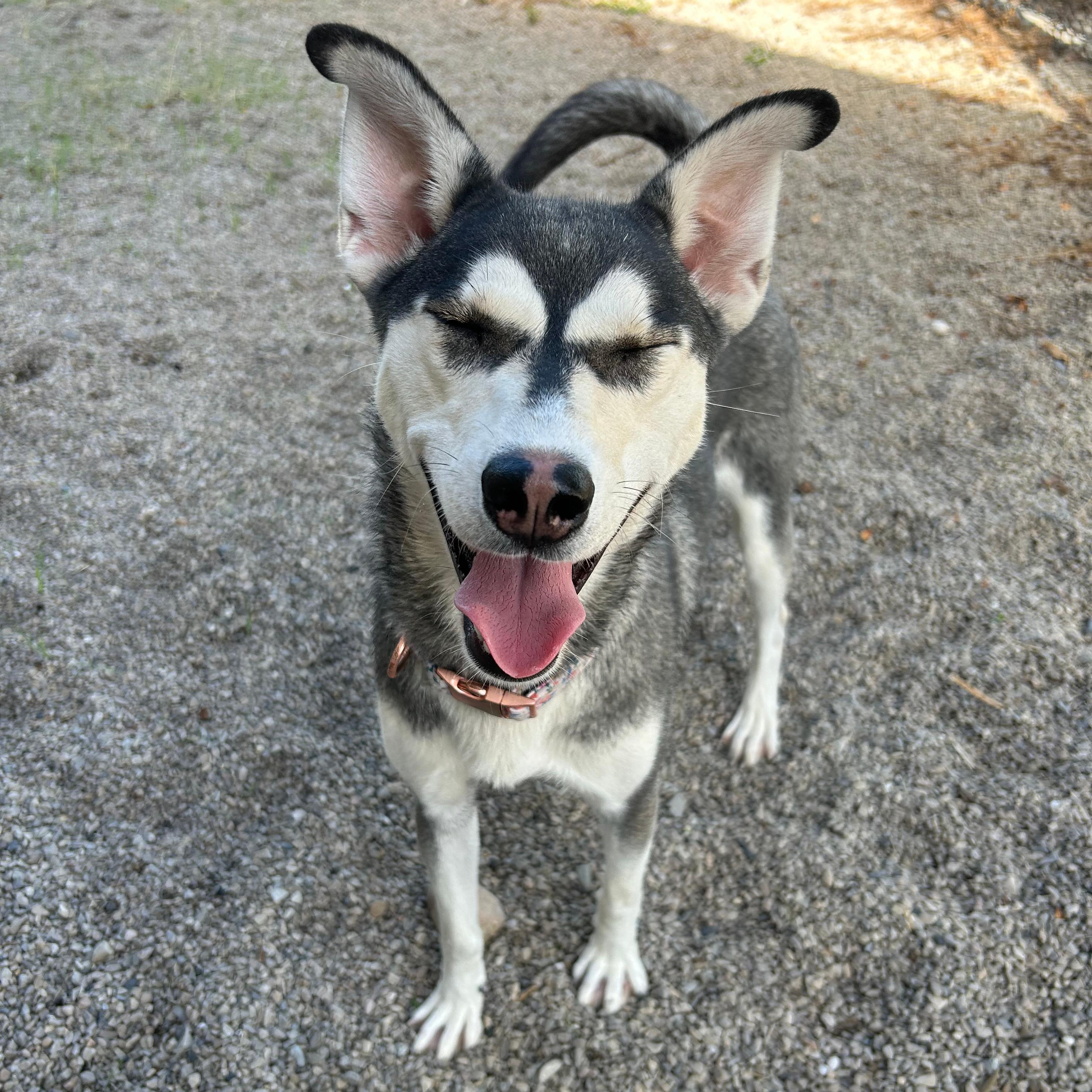 Enlarge Hazel, a Adoptable mixed breed in Lindon, UT image 6/6