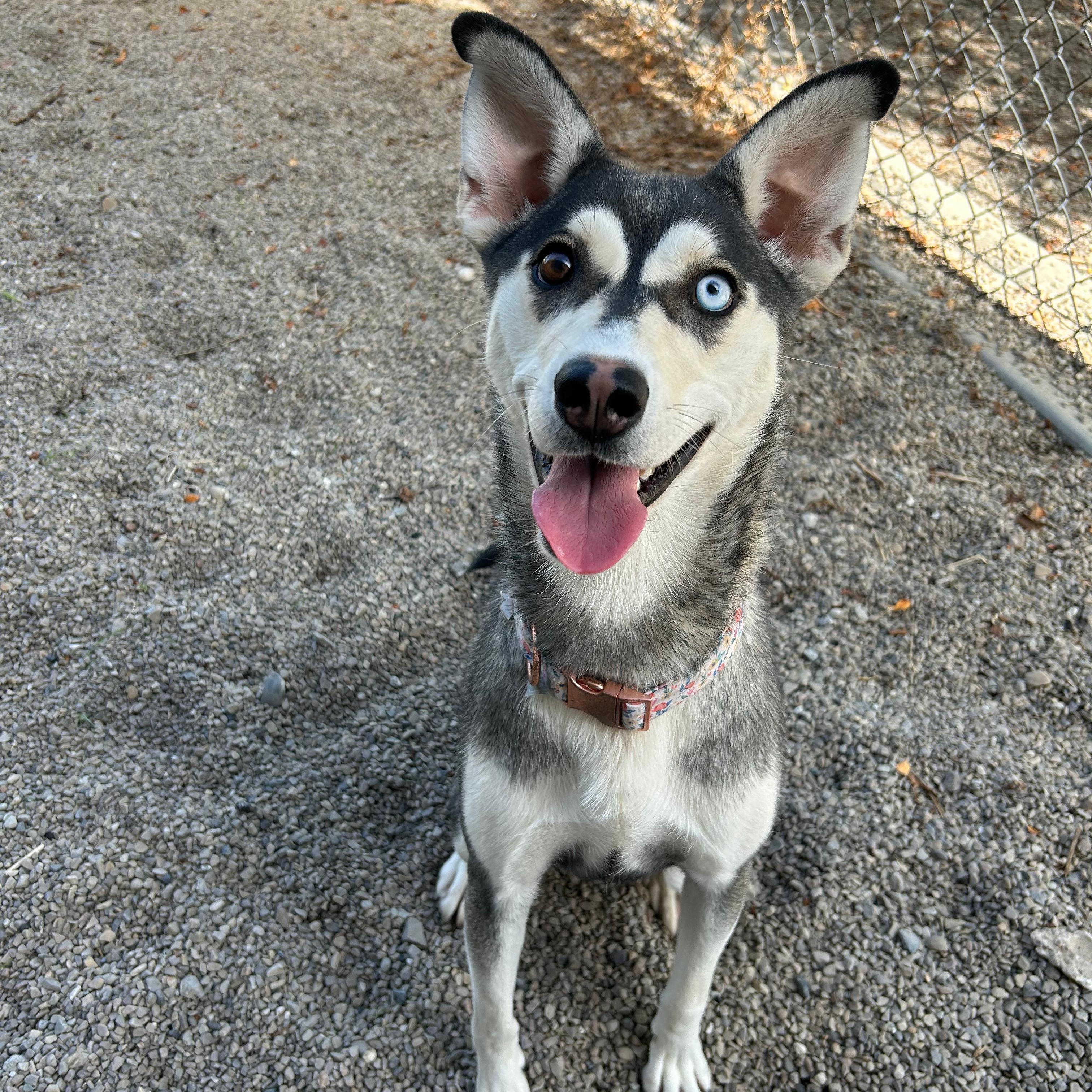 Hazel, Adoptable, Young Female Husky.