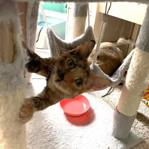 Chloe Bird (dallas) thumbnail 3