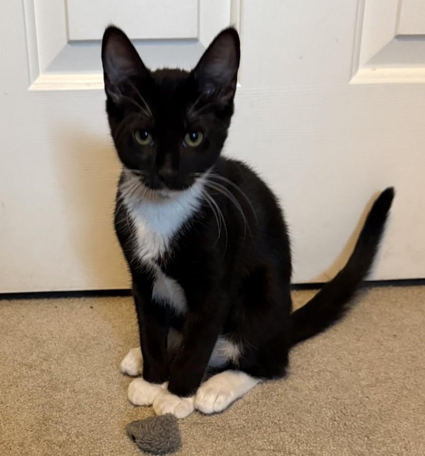 Chip (with Ash), Adopted, Kitten Male Domestic Short Hair.