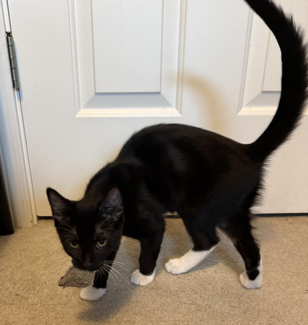 Enlarge Chip (with Ash), a Adopted Domestic Short Hair in Silverton, OR image 2/2