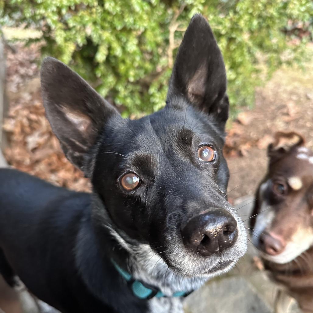 Doodle, Adoptable, Adult Female Mixed Breed.