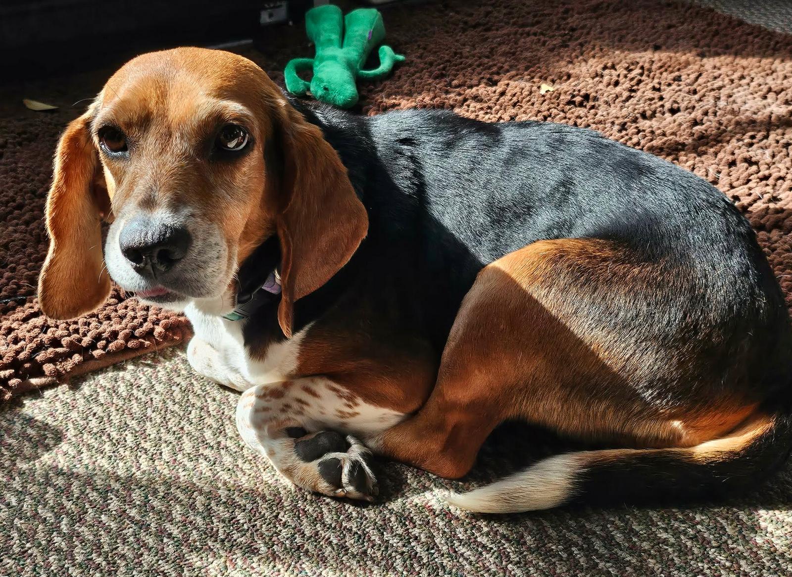Libby, Adoptable, Adult Female Beagle.