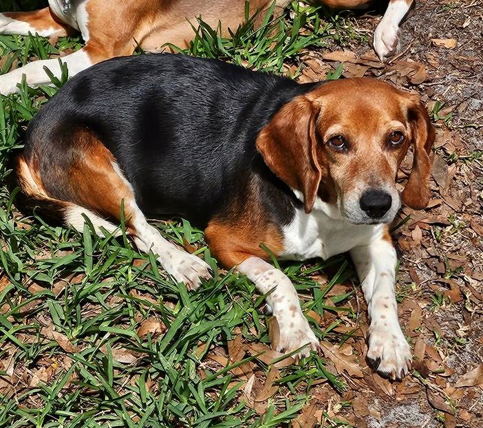 Enlarge Libby, a Adoptable Beagle in Osteen, FL image 2/3