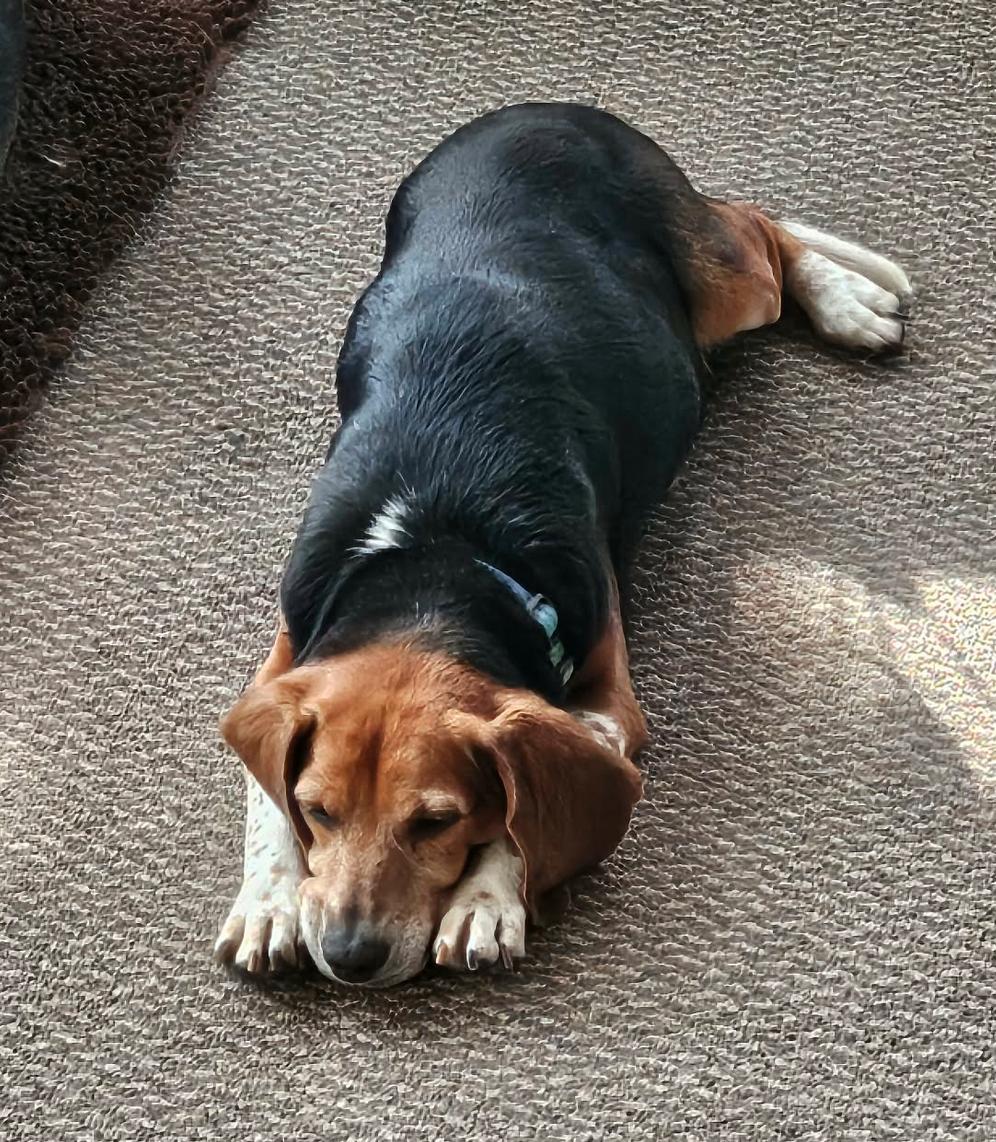 Enlarge Libby, a Adoptable Beagle in Osteen, FL image 3/3