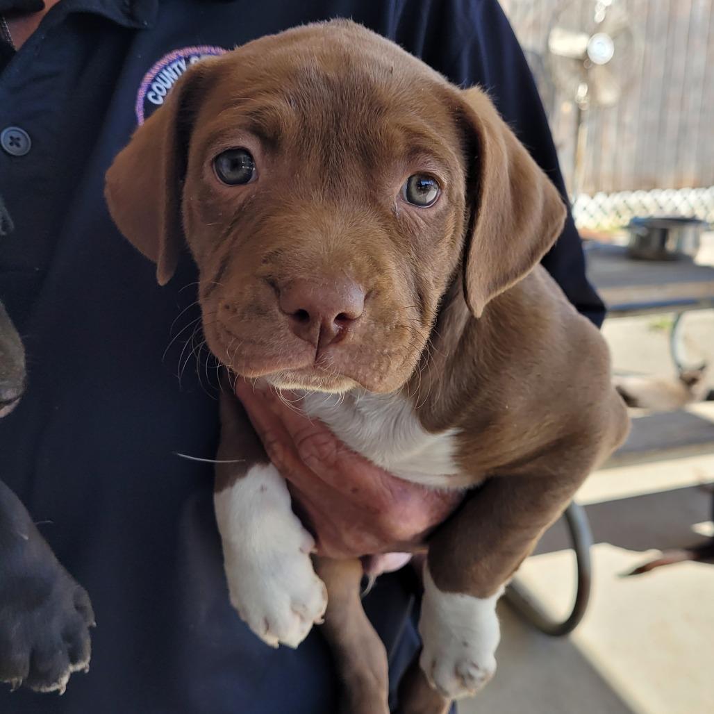 Gaston, adopted, Puppy Male Mixed Breed.
