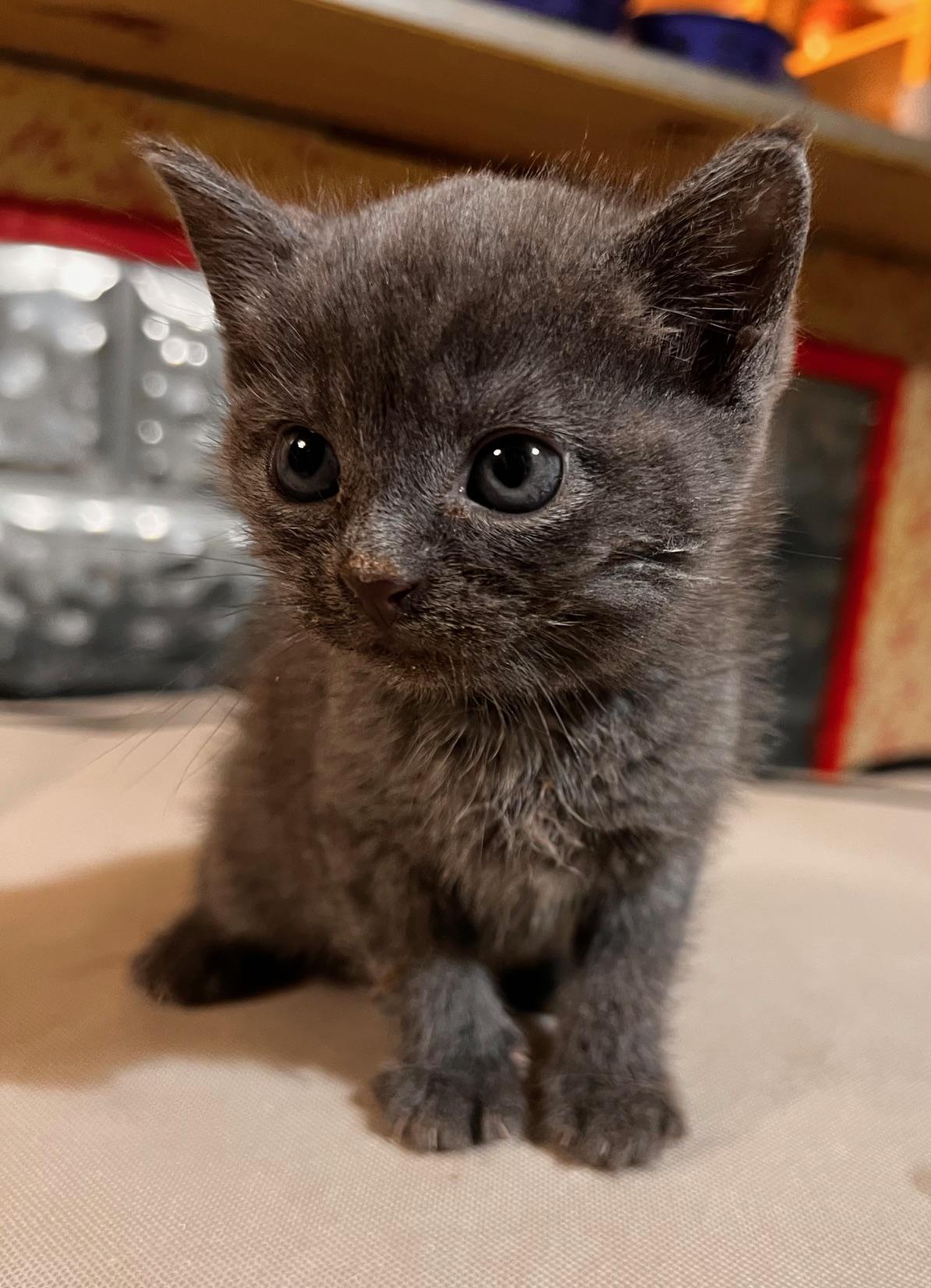 Dilly, adopted, Kitten Female Domestic Short Hair.