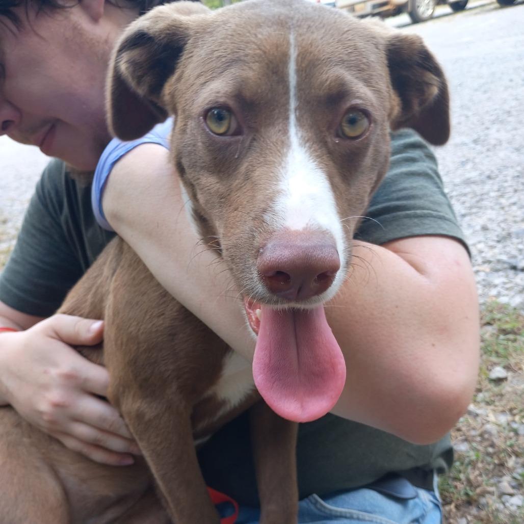 Kat, Adoptable, Puppy Female Terrier & Mixed Breed.