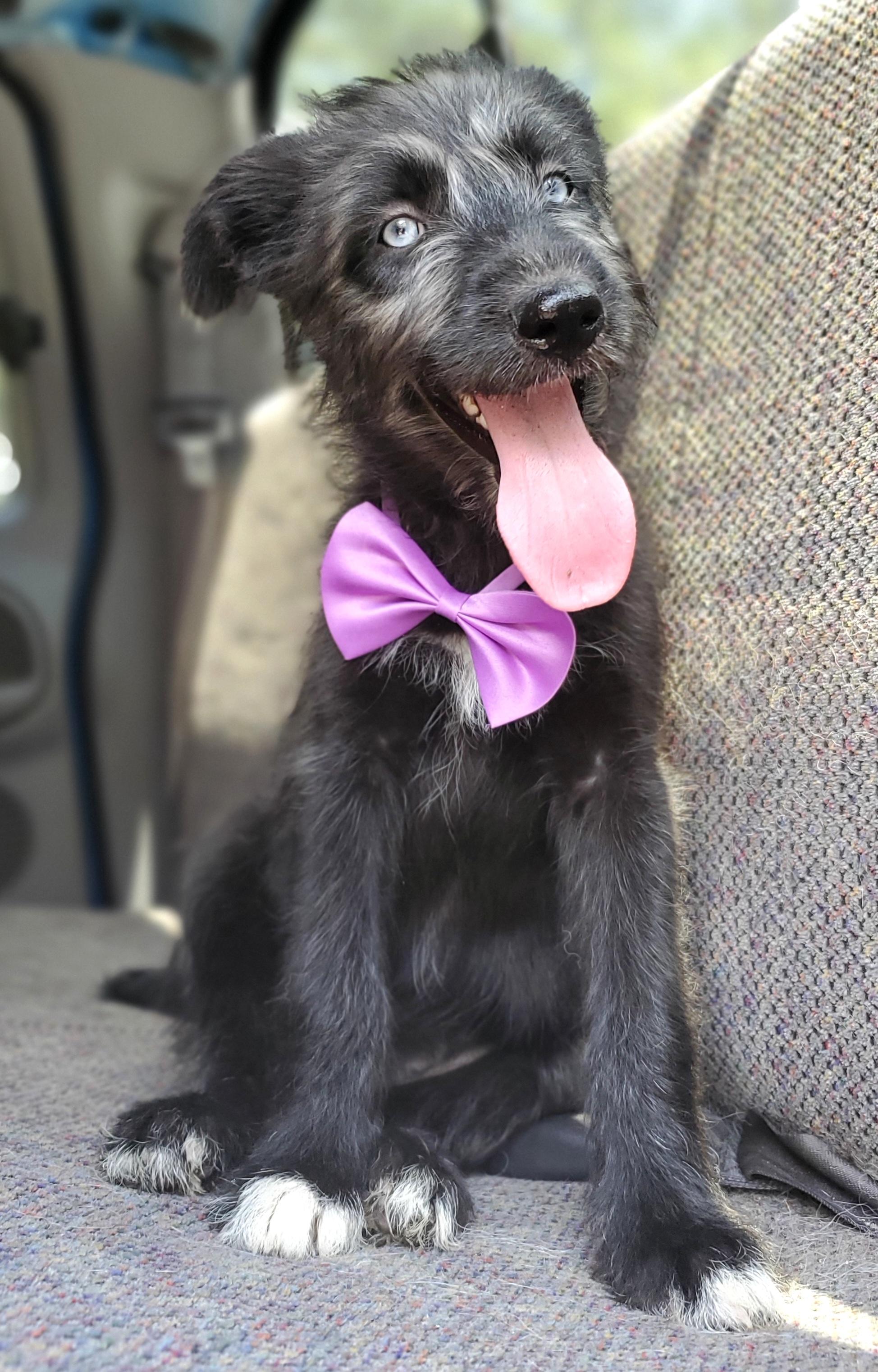 Enlarge Sienna, a Adoptable mixed breed in Jacksonville, FL image 1/6