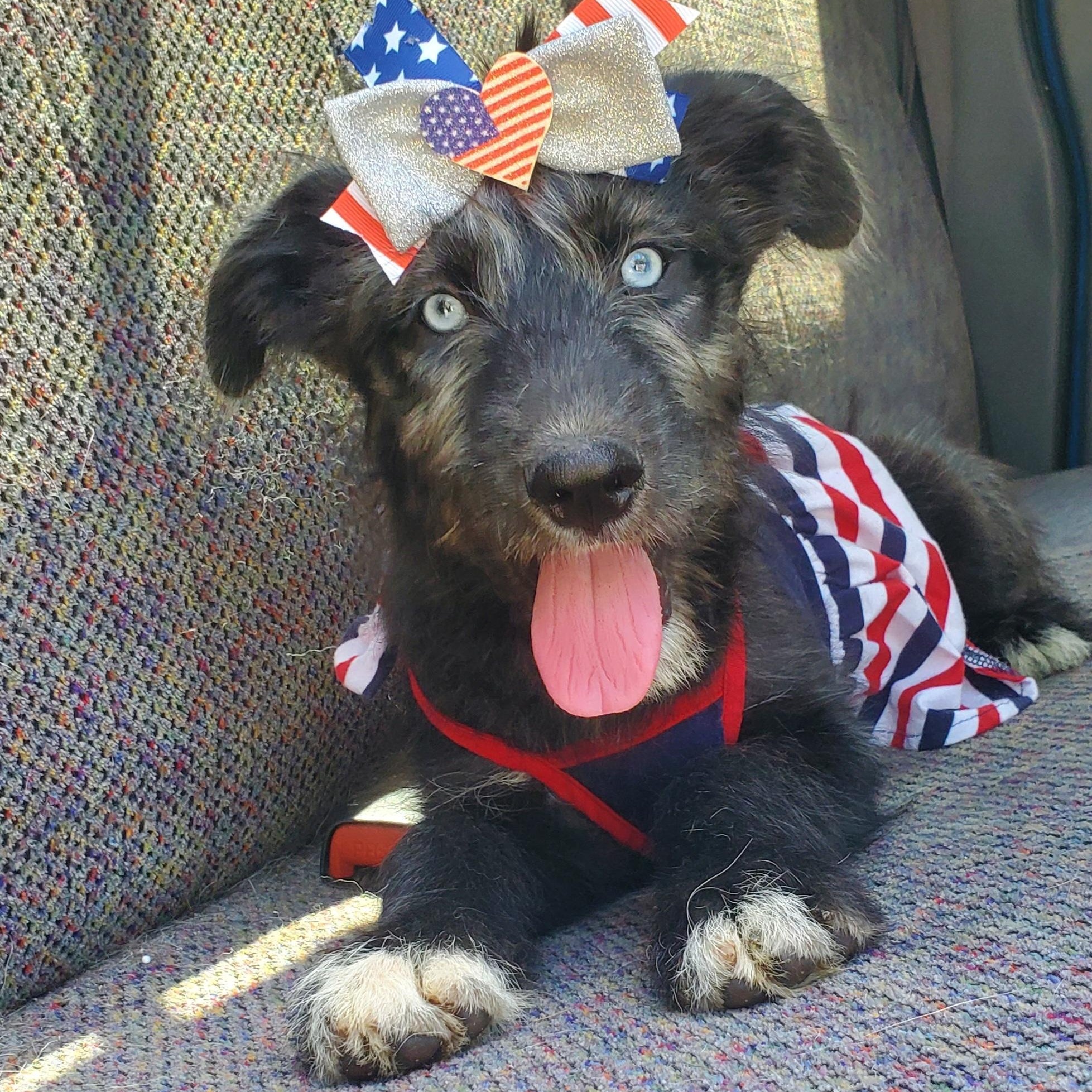 Enlarge Sienna, a Adoptable mixed breed in Jacksonville, FL image 2/6