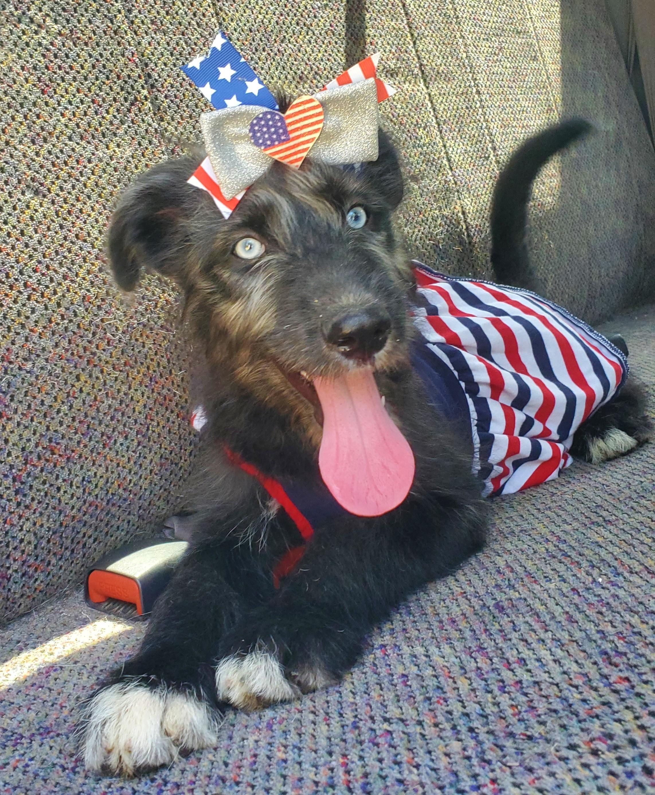 Enlarge Sienna, a Adoptable mixed breed in Jacksonville, FL image 3/6