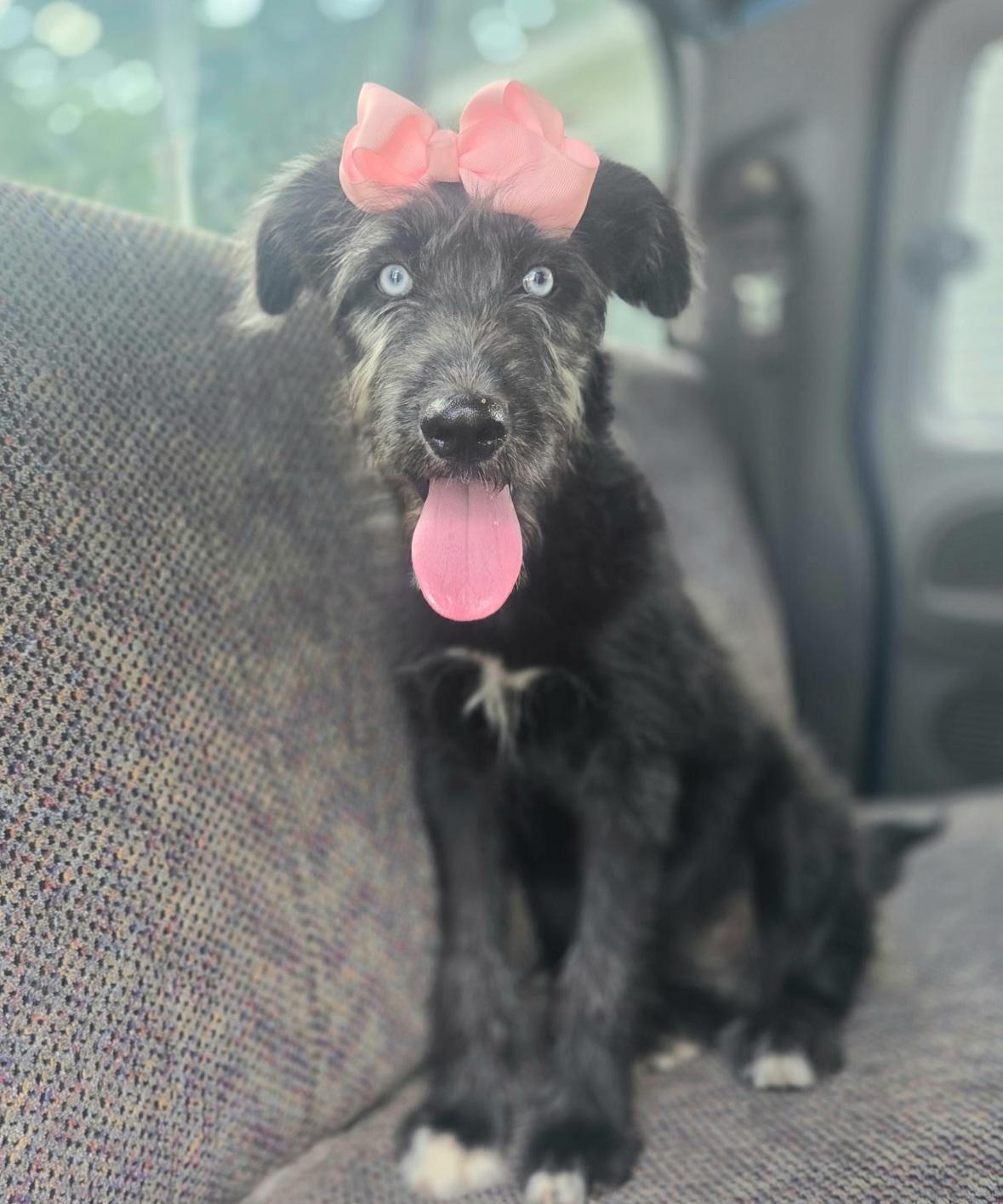 Sienna, Adoptable, Puppy Female Poodle & Mixed Breed.