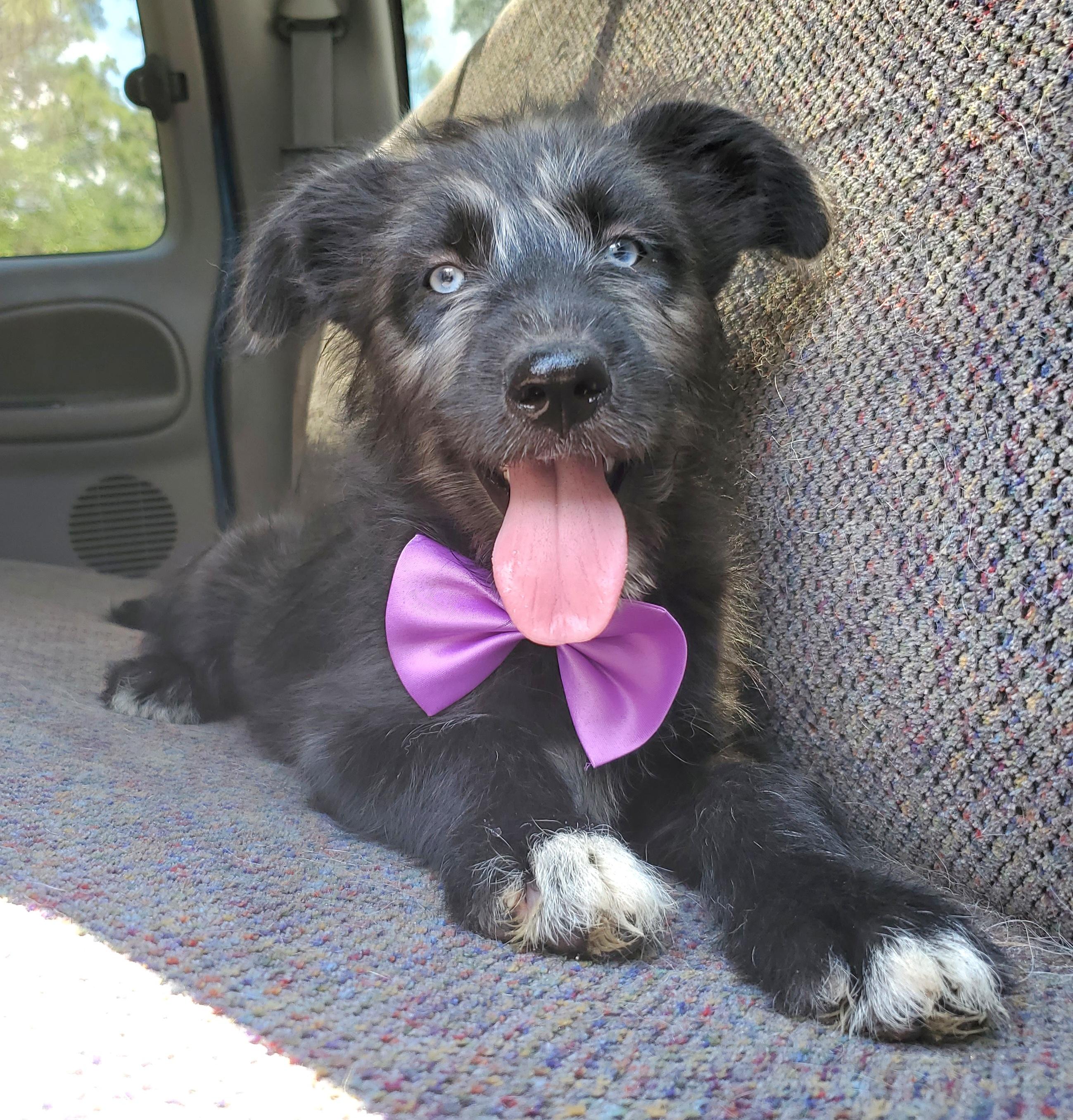 Enlarge Sienna, a Adoptable mixed breed in Jacksonville, FL image 6/6