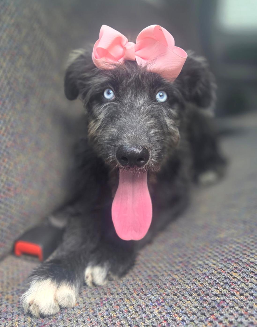 Sienna, a Adoptable mixed breed in Jacksonville, FL image 2/6