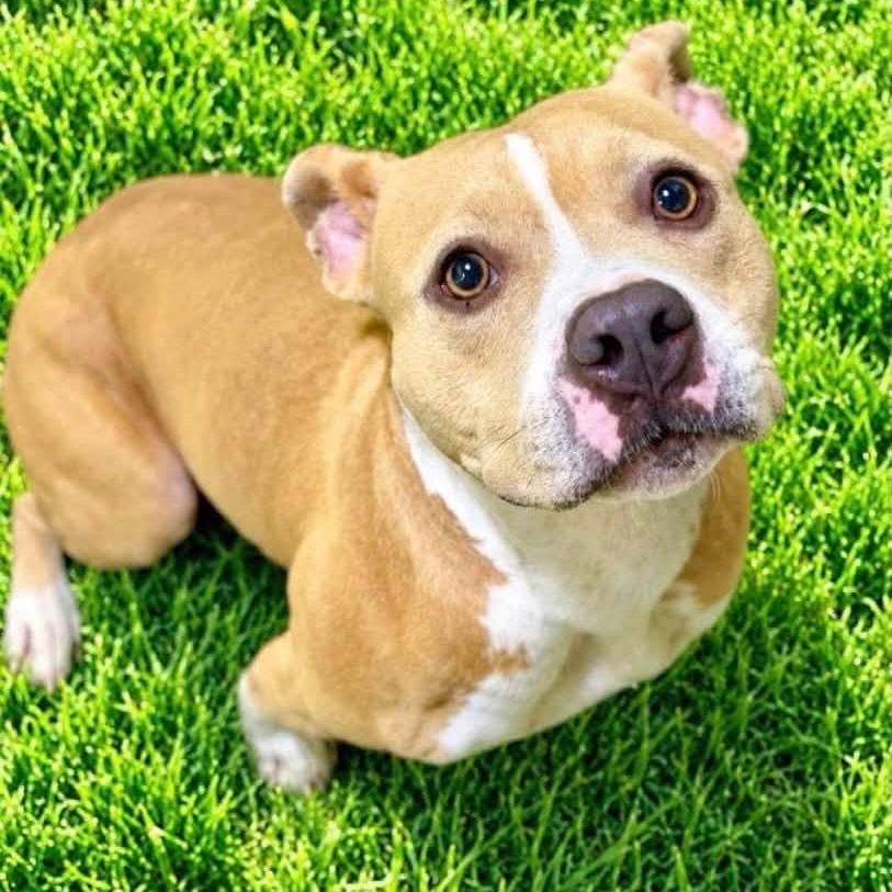 Mandy, Adoptable, Adult Female Terrier.