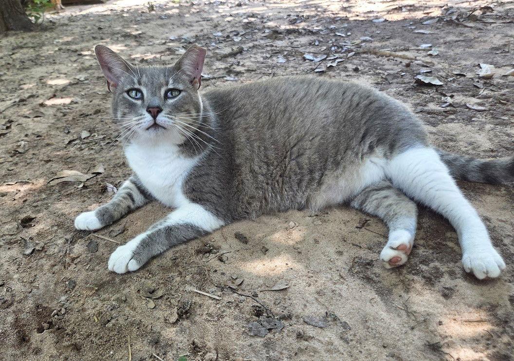 Diana Ross, a Adoptable mixed breed in Magnolia Springs, AL image 1/2