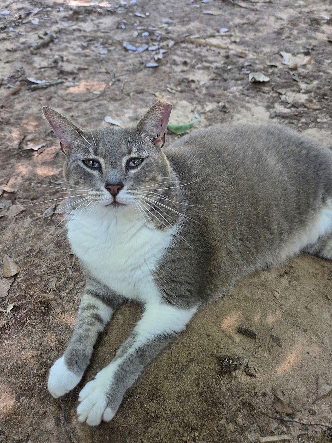 Diana Ross, a Adoptable mixed breed in Magnolia Springs, AL image 2/2