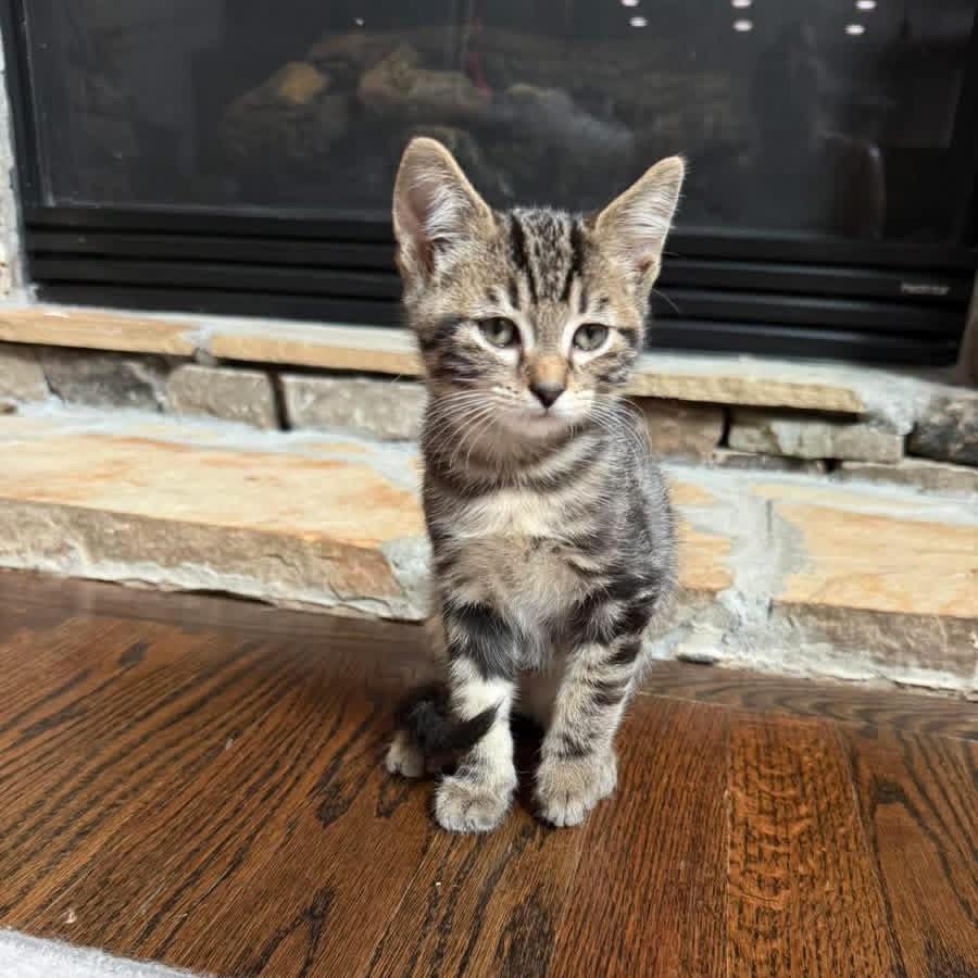 Bingo, Adoptable, Kitten Male Domestic Short Hair.