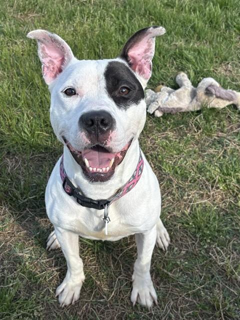 MALCOLM, Adoptable, Adult Male Pit Bull Terrier.