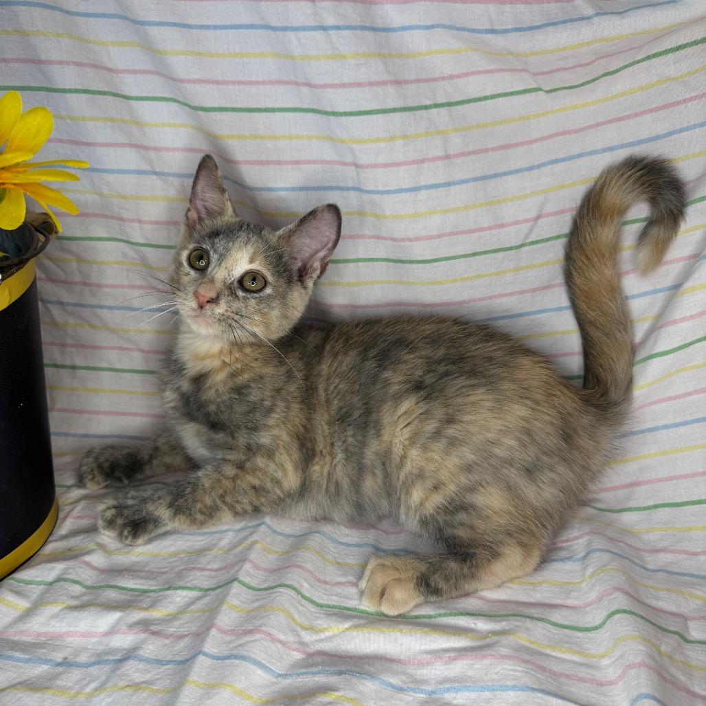 Animal Cracker, Adoptable, Kitten Female American Shorthair & Domestic Short Hair.