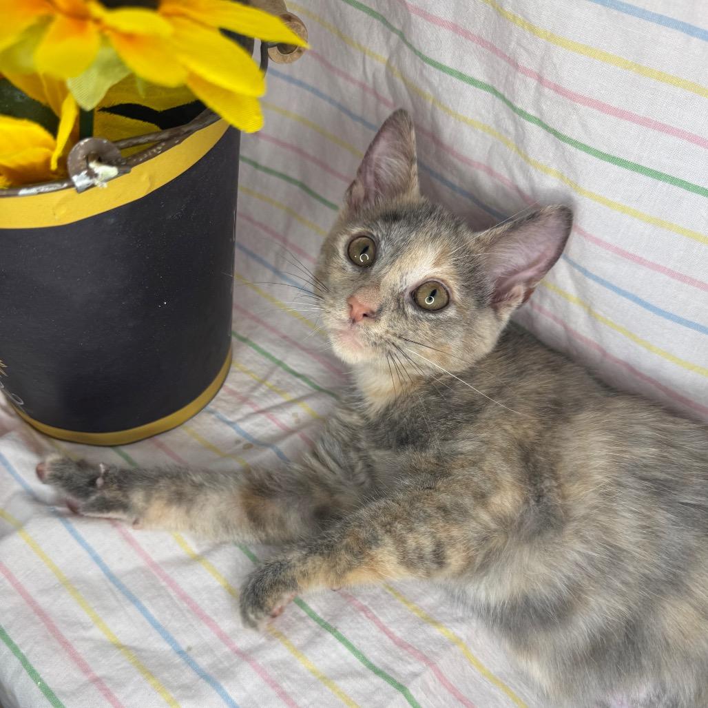 Enlarge Animal Cracker, a Adoptable mixed breed in Mount Vernon, IL image 2/6