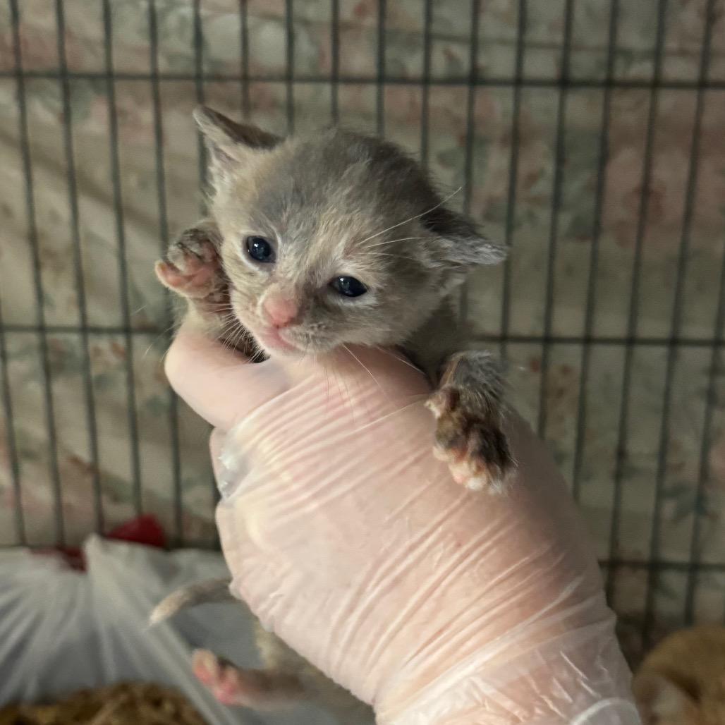 Enlarge Animal Cracker, a Adoptable mixed breed in Mount Vernon, IL image 4/6