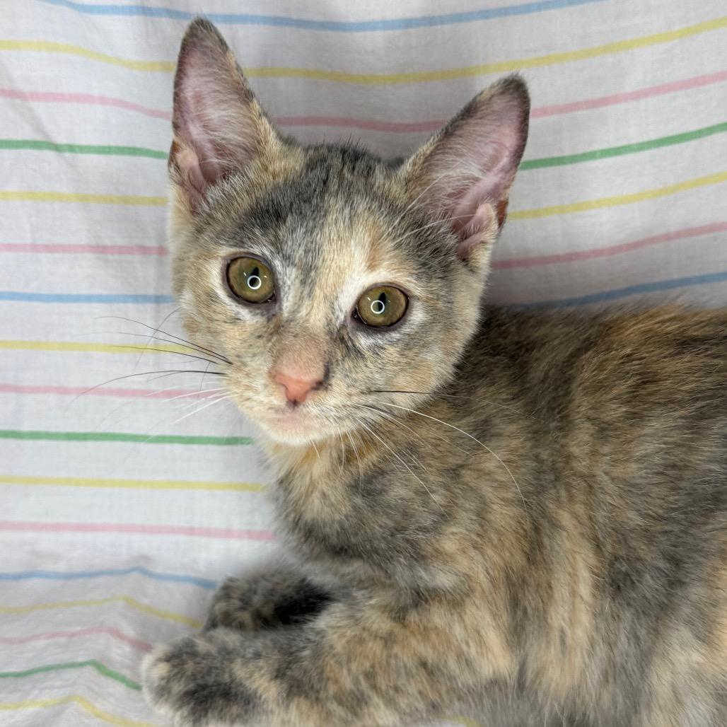 Enlarge Animal Cracker, a Adoptable mixed breed in Mount Vernon, IL image 6/6