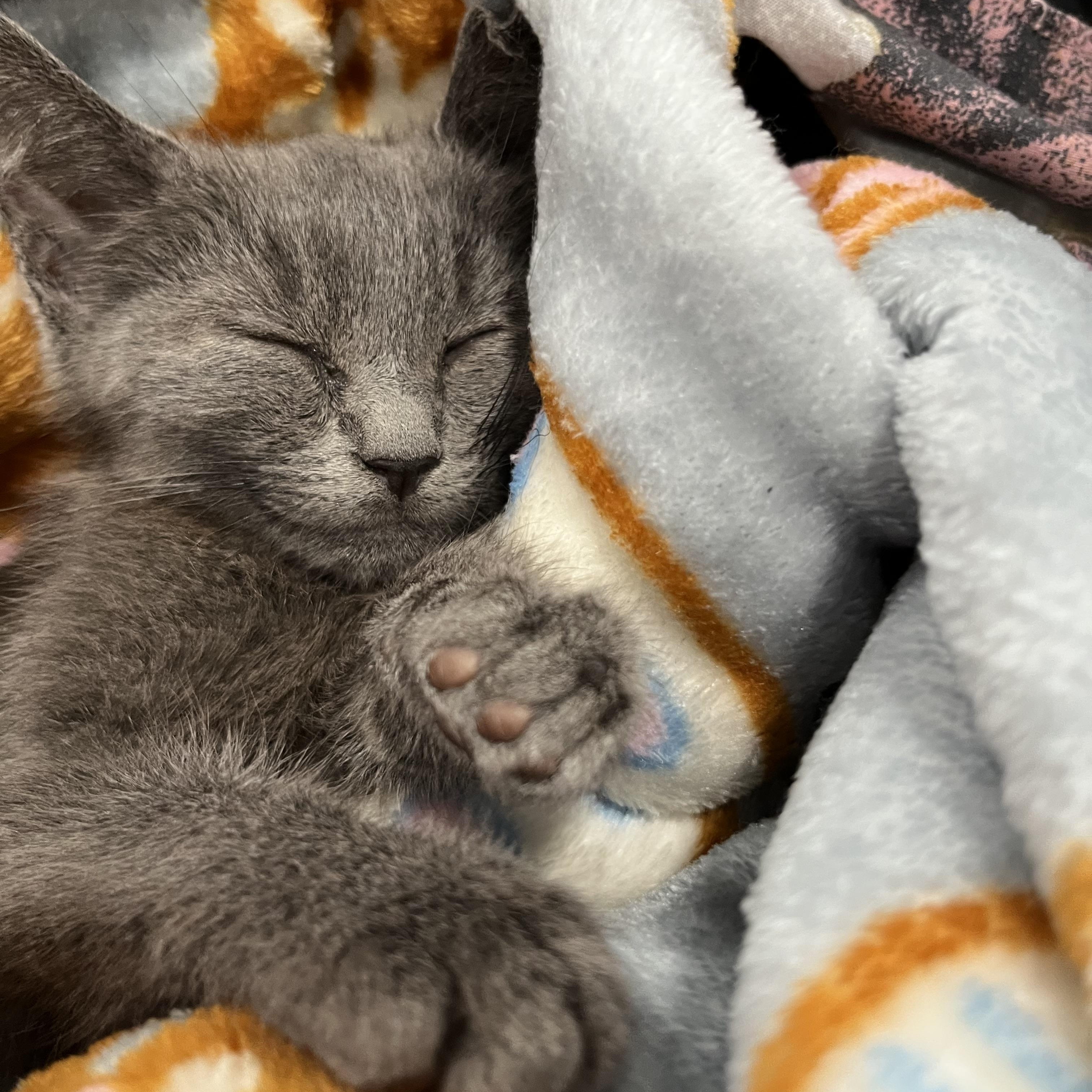 Grayson, adopted, Kitten Male Domestic Short Hair.