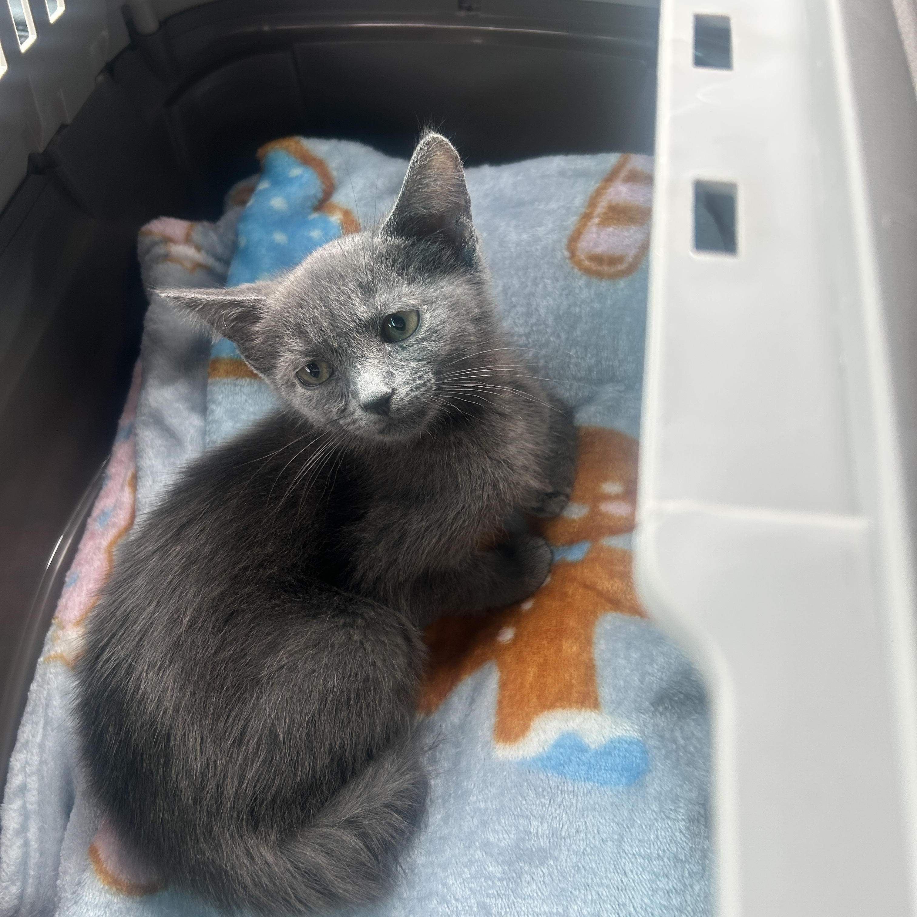 Enlarge Grayson, an adopted Domestic Short Hair in Baltimore, MD image 2/2
