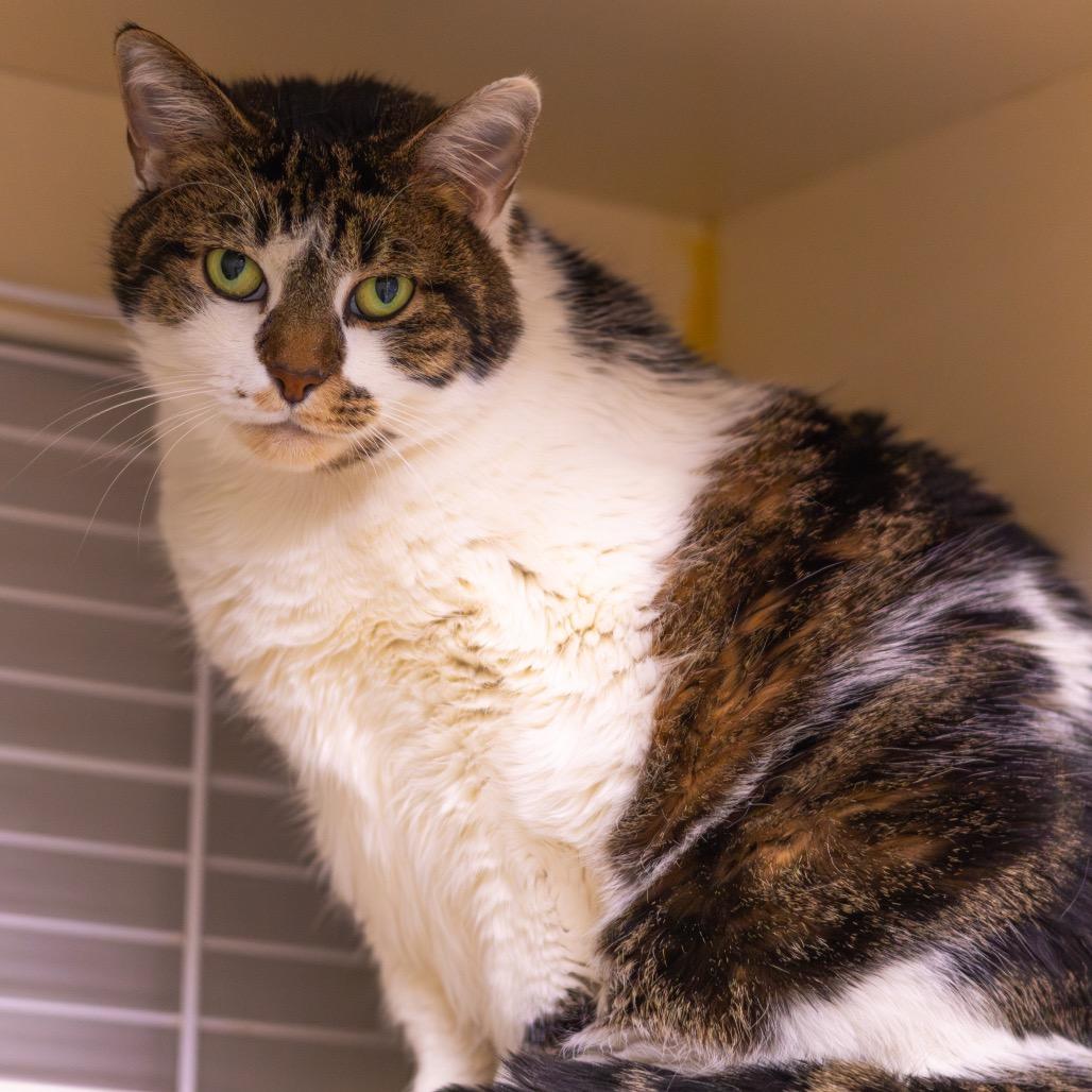 Grimalkin — thumbnail 2