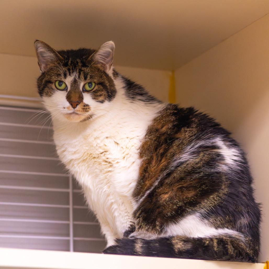 Grimalkin — thumbnail 3