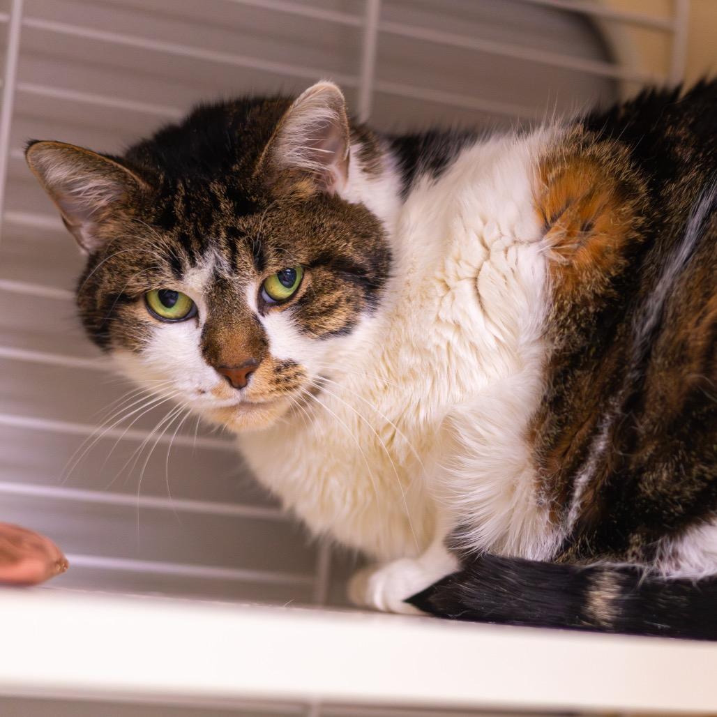 Grimalkin — thumbnail 4