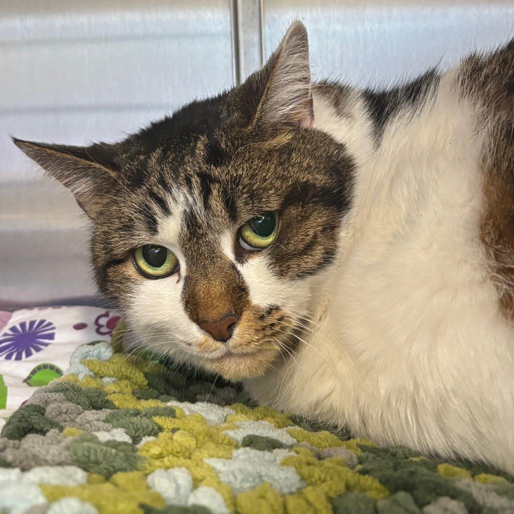 Grimalkin — thumbnail 5