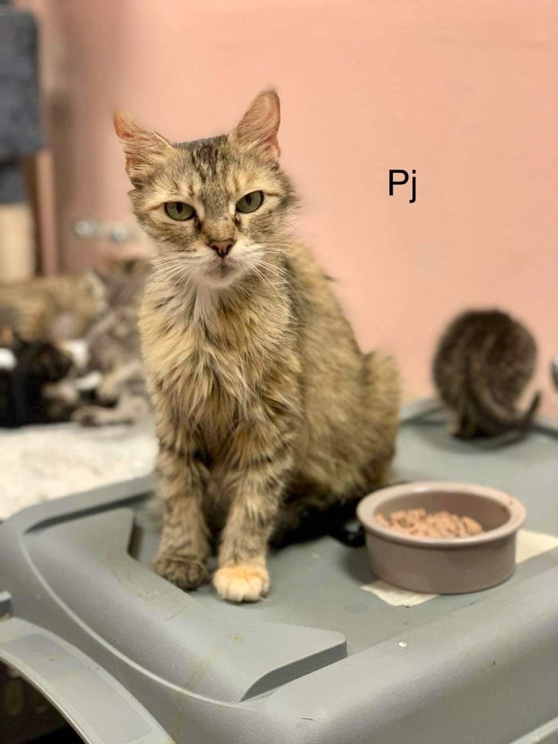 Enlarge Princess Jasmine (PJ), a hold Domestic Short Hair in Mabank, TX image 1/1