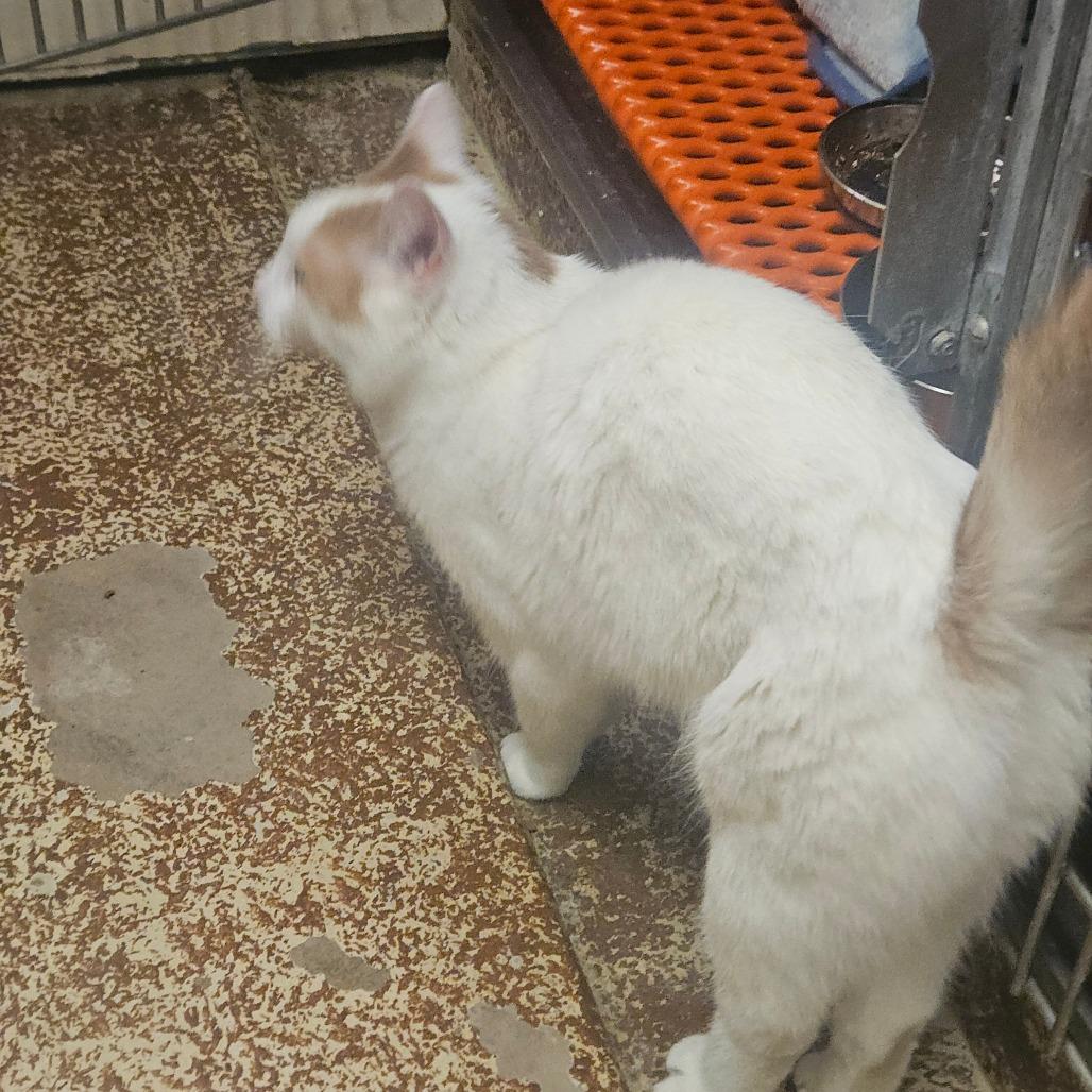 Enlarge Trapper, a Adoptable Domestic Short Hair in Ringtown, PA image 1/6