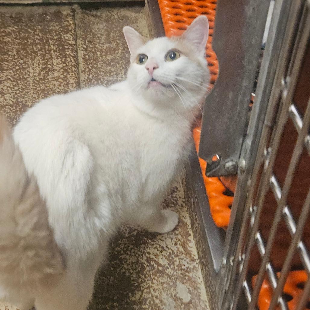 Enlarge Trapper, a Adoptable Domestic Short Hair in Ringtown, PA image 2/6