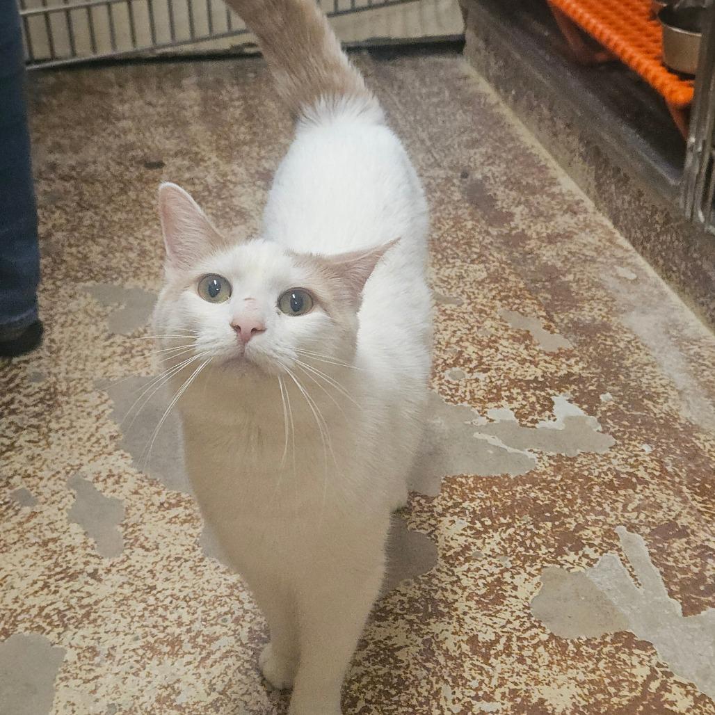 Enlarge Trapper, a Adoptable Domestic Short Hair in Ringtown, PA image 3/6