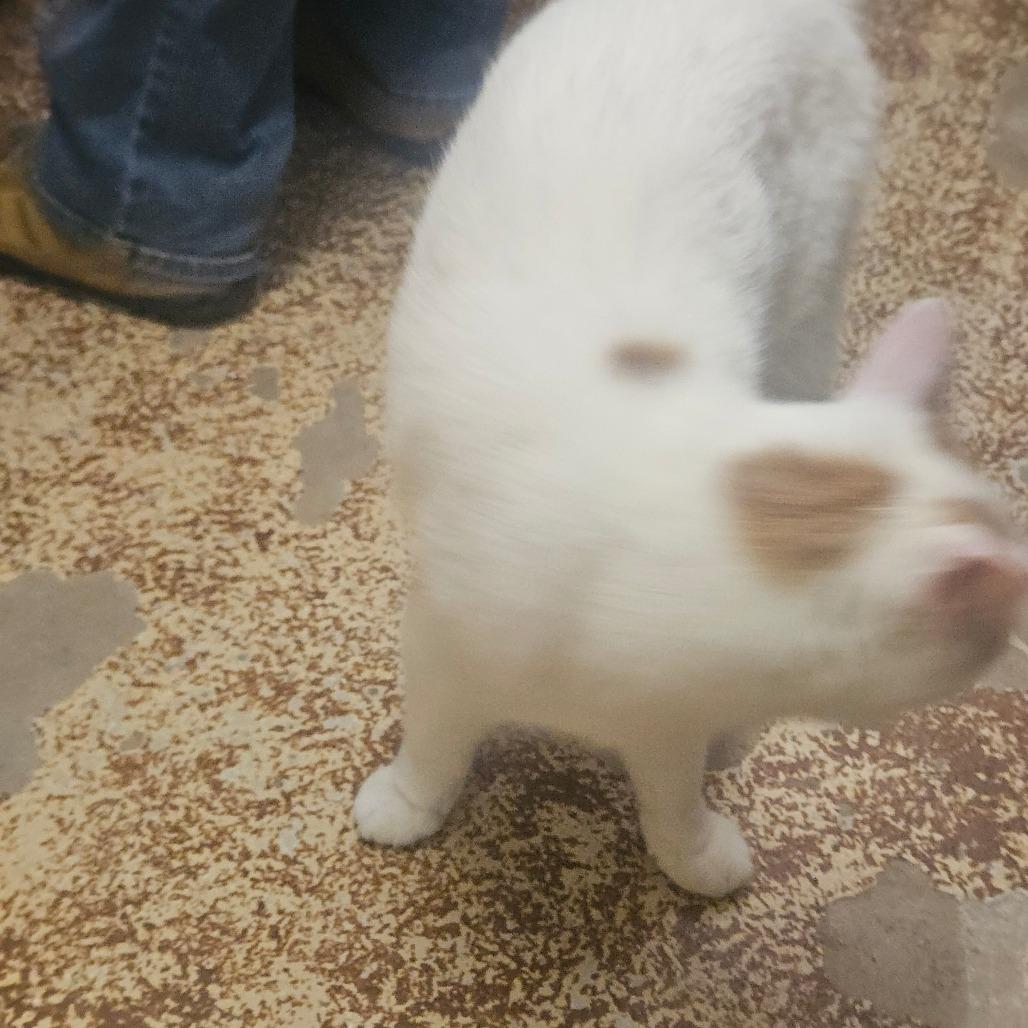 Enlarge Trapper, a Adoptable Domestic Short Hair in Ringtown, PA image 4/6