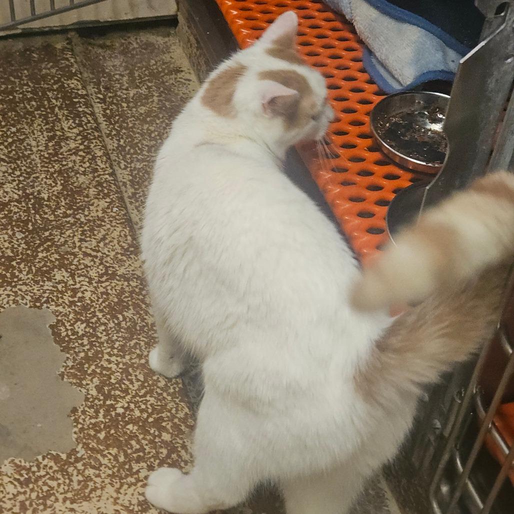 Enlarge Trapper, a Adoptable Domestic Short Hair in Ringtown, PA image 5/6