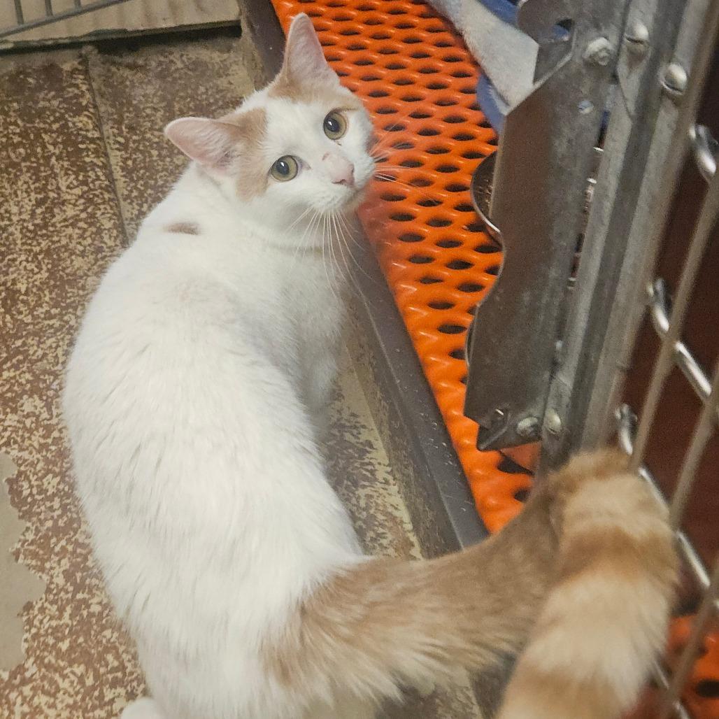 Enlarge Trapper, a Adoptable Domestic Short Hair in Ringtown, PA image 6/6